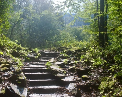 steam rising in the woods near a stone stairway