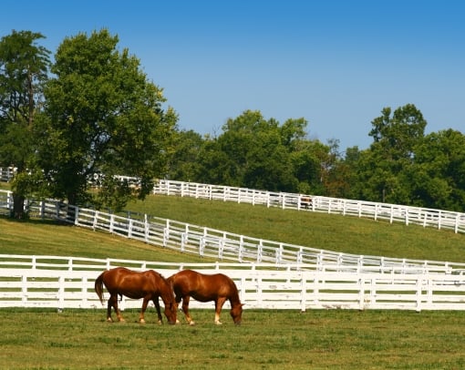 Horses grazing in a field.