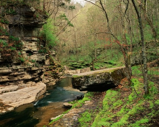 Green forest with a river